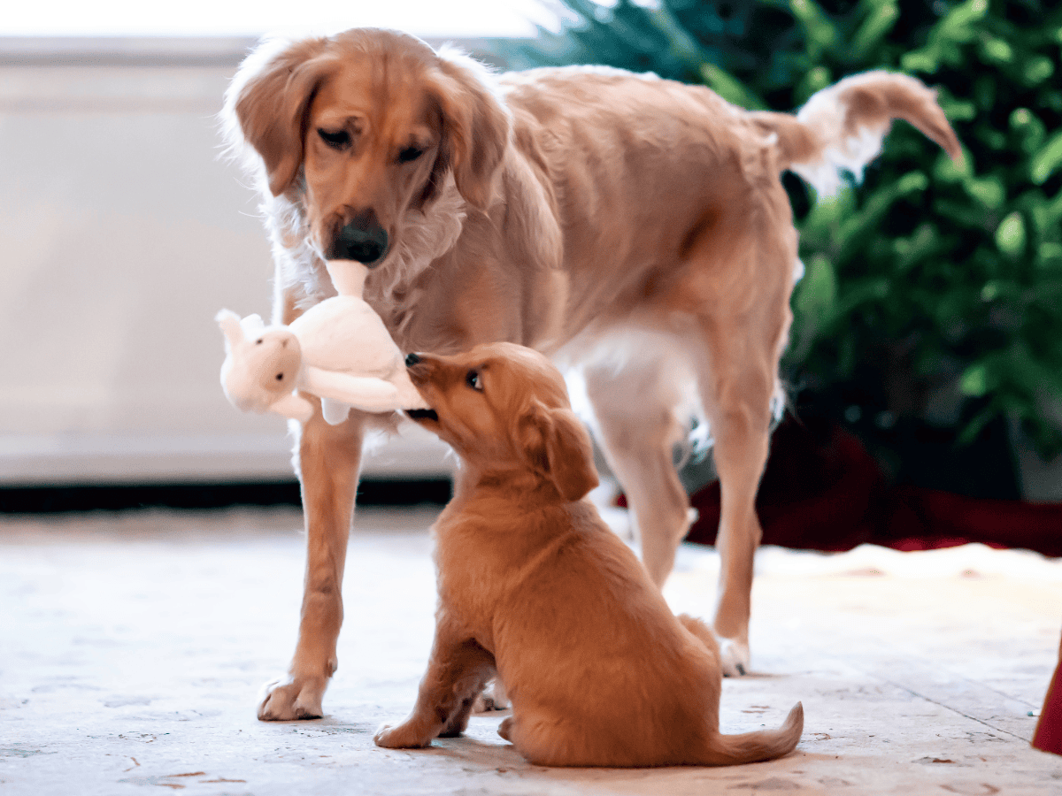 who gets the dog in a divorce who gets the dog in a divorce?